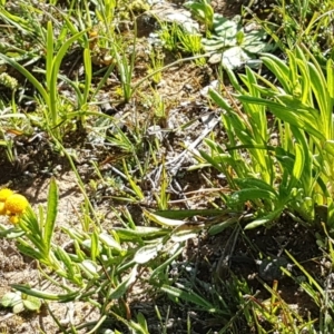 Chrysocephalum apiculatum at Majura, ACT - 16 Sep 2020