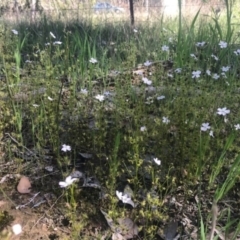 Drosera auriculata (Tall Sundew) at Bandiana, VIC - 16 Sep 2020 by Kayjay