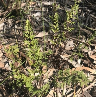Cheilanthes austrotenuifolia (Rock Fern) at Wodonga - 16 Sep 2020 by Kayjay