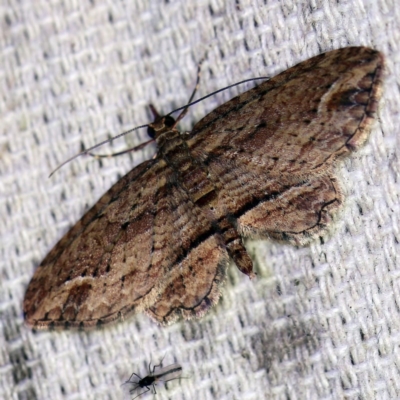 Chloroclystis filata (Filata Moth, Australian Pug Moth) at O'Connor, ACT - 15 Sep 2020 by ibaird