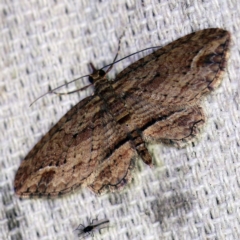 Chloroclystis filata (Filata Moth, Australian Pug Moth) at O'Connor, ACT - 15 Sep 2020 by ibaird