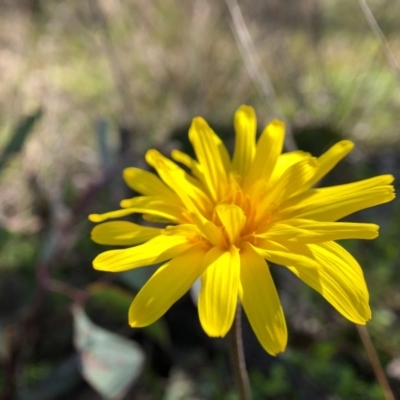 Microseris lanceolata at Goorooyarroo NR (ACT) - 16 Sep 2020 by JasonC