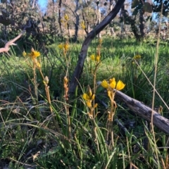 Bulbine bulbosa (Golden Lily) at Ginninderry Conservation Corridor - 14 Sep 2020 by JasonC