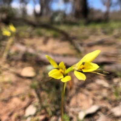 Diuris chryseopsis (Golden Moth) at Goorooyarroo NR (ACT) - 15 Sep 2020 by JasonC