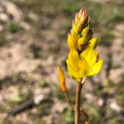 Bulbine bulbosa (Golden Lily, Bulbine Lily) at Throsby, ACT - 16 Sep 2020 by JasonC