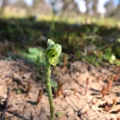 Hymenochilus bicolor (Black-tip Greenhood) at Throsby, ACT - 15 Sep 2020 by JasonC