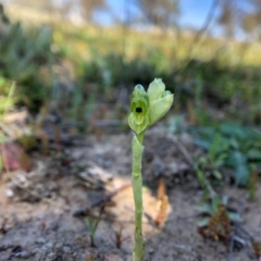 Hymenochilus bicolor (ACT) = Pterostylis bicolor (NSW) at Throsby, ACT - suppressed