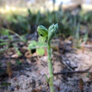 Hymenochilus bicolor (ACT) = Pterostylis bicolor (NSW) at Throsby, ACT - suppressed