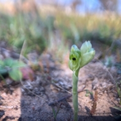 Hymenochilus bicolor (ACT) = Pterostylis bicolor (NSW) at Throsby, ACT - suppressed