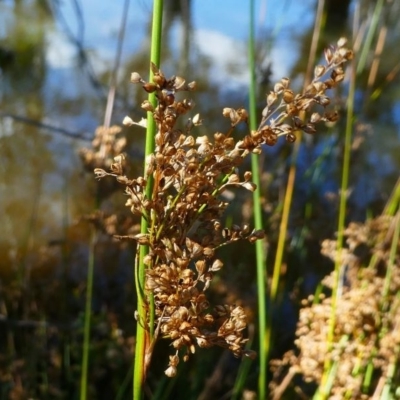 Juncus (genus) (A Rush) at Kambah, ACT - 16 Sep 2020 by HarveyPerkins