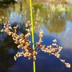 Juncus sp. at Kambah, ACT - 16 Sep 2020