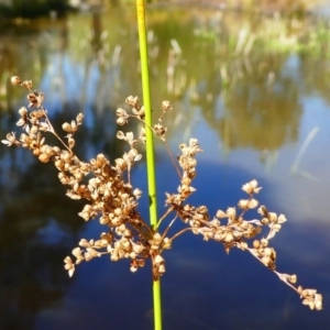 Juncus sp. at Kambah, ACT - 16 Sep 2020 12:58 PM