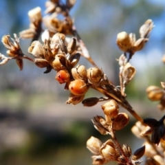 Juncus sp. at Kambah, ACT - 16 Sep 2020 12:58 PM