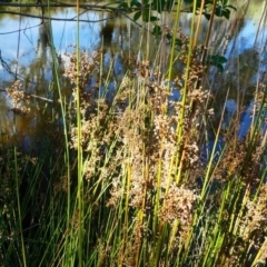 Juncus sp. at Kambah, ACT - 16 Sep 2020