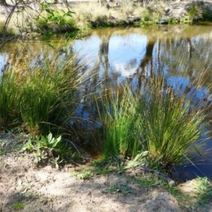 Juncus sp. at Kambah, ACT - 16 Sep 2020