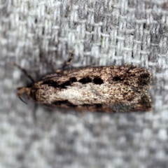 Barea bathrochorda (A Concealer moth) at O'Connor, ACT - 15 Sep 2020 by ibaird