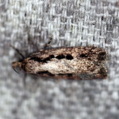Barea bathrochorda (A Concealer moth (Barea group) at O'Connor, ACT - 15 Sep 2020 by ibaird