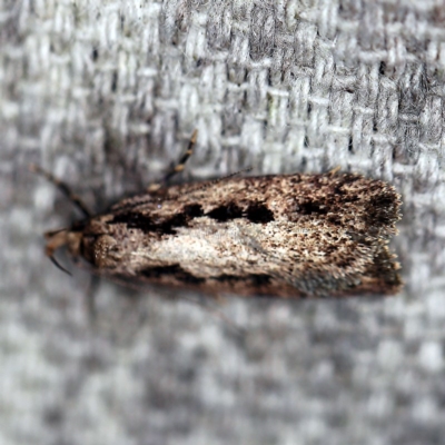 Barea bathrochorda (A Concealer moth) at O'Connor, ACT - 15 Sep 2020 by ibaird