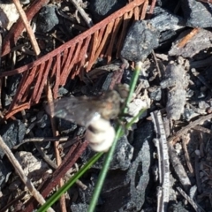 Entomophthora sp. (genus) (Puppeteer Fungus) at Lower Boro, NSW - 11 Sep 2020 by mcleana