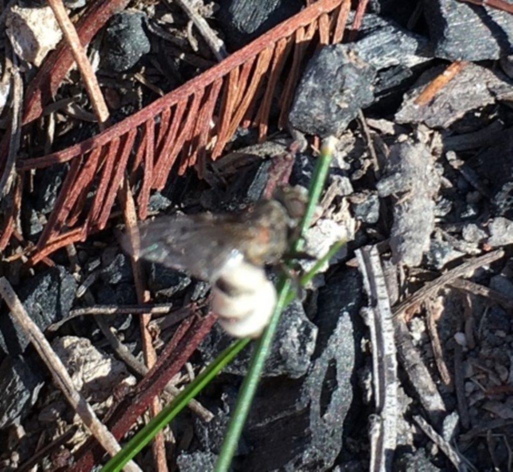 Entomophthora sp. (genus) at Lower Boro, NSW - 11 Sep 2020
