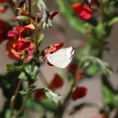 Lampides boeticus (Long-tailed Pea-blue) at Acton, ACT - 16 Sep 2020 by Tammy