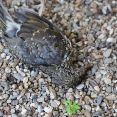 Zoothera lunulata (Bassian Thrush) at ANBG - 16 Sep 2020 by Tammy