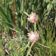 Leucochrysum albicans subsp. tricolor (Hoary Sunray) at Wandiyali-Environa Conservation Area - 16 Sep 2020 by roymcd