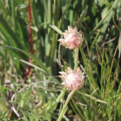 Leucochrysum albicans subsp. tricolor (Hoary Sunray) at Wandiyali-Environa Conservation Area - 16 Sep 2020 by roymcd