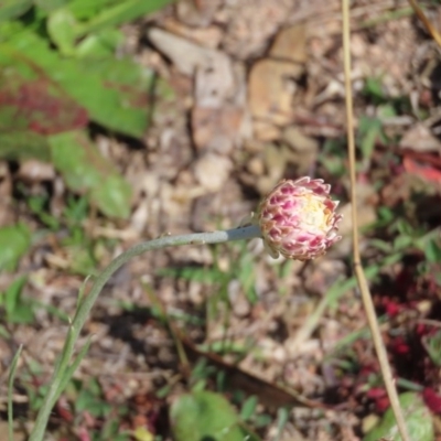 Leucochrysum albicans subsp. tricolor (Hoary Sunray) at Jerrabomberra, NSW - 16 Sep 2020 by roymcd