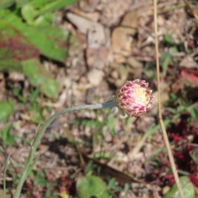 Leucochrysum albicans subsp. tricolor (Hoary Sunray) at Wandiyali-Environa Conservation Area - 16 Sep 2020 by roymcd