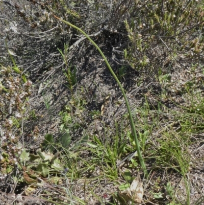 Microtis sp. (Onion Orchid) at Tuggeranong Hill - 15 Sep 2020 by Owen