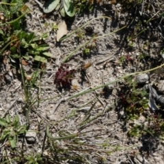 Microtis sp. at Theodore, ACT - 15 Sep 2020