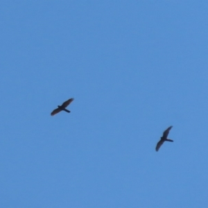 Accipiter fasciatus at Jerrabomberra, NSW - 16 Sep 2020