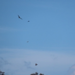 Aquila audax (Wedge-tailed Eagle) at Wandiyali-Environa Conservation Area - 16 Sep 2020 by roymcd