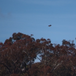 Aquila audax at Googong, NSW - 16 Sep 2020