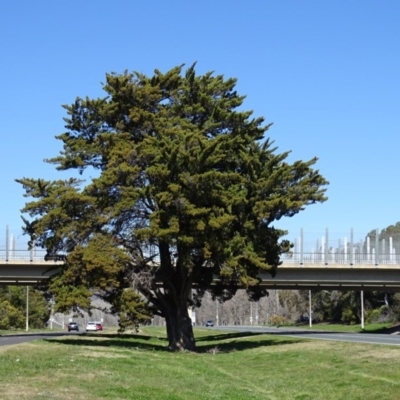 Hesperocyparis arizonica (Arizona Cypress) at Hughes, ACT - 30 Aug 2020 by FMG