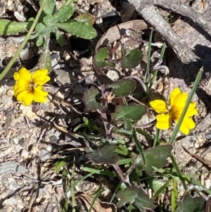 Goodenia hederacea subsp. hederacea at Bombay, NSW - 16 Sep 2020