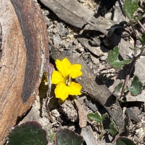 Goodenia hederacea subsp. hederacea at Bombay, NSW - 16 Sep 2020