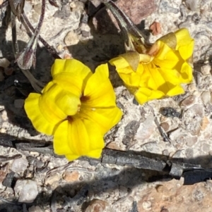 Goodenia hederacea subsp. hederacea at Bombay, NSW - 16 Sep 2020