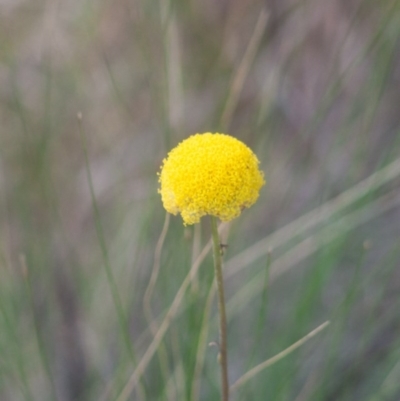 Craspedia sp. (Billy Buttons) at Majors Creek, NSW - 16 Sep 2020 by SthTallagandaSurvey