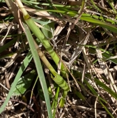 Diuris amabilis (Large Golden Moth) at Majors Creek, NSW - 16 Sep 2020 by SthTallagandaSurvey