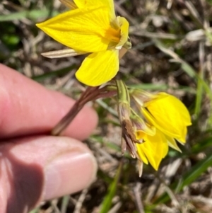 Diuris amabilis at Majors Creek, NSW - suppressed