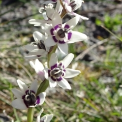 Wurmbea dioica subsp. dioica (Early Nancy) at Reid, ACT - 15 Sep 2020 by JanetRussell