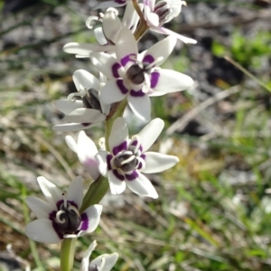 Wurmbea dioica subsp. dioica at Reid, ACT - 15 Sep 2020 03:39 PM