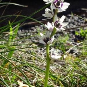 Wurmbea dioica subsp. dioica at Reid, ACT - 15 Sep 2020 03:39 PM