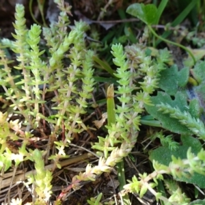 Crassula sieberiana at Reid, ACT - 15 Sep 2020