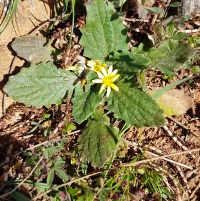 Cymbonotus sp. (preissianus or lawsonianus) (Bears Ears) at Red Hill, ACT - 16 Sep 2020 by SRoss