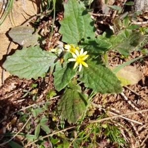 Cymbonotus sp. (preissianus or lawsonianus) at Red Hill, ACT - 16 Sep 2020