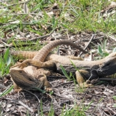 Pogona barbata (Eastern Bearded Dragon) at Red Hill to Yarralumla Creek - 12 Sep 2020 by JackyF