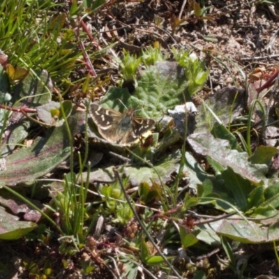 Herimosa albovenata (White-veined Sand-skipper) at Tuggeranong Hill - 16 Sep 2020 by RAllen